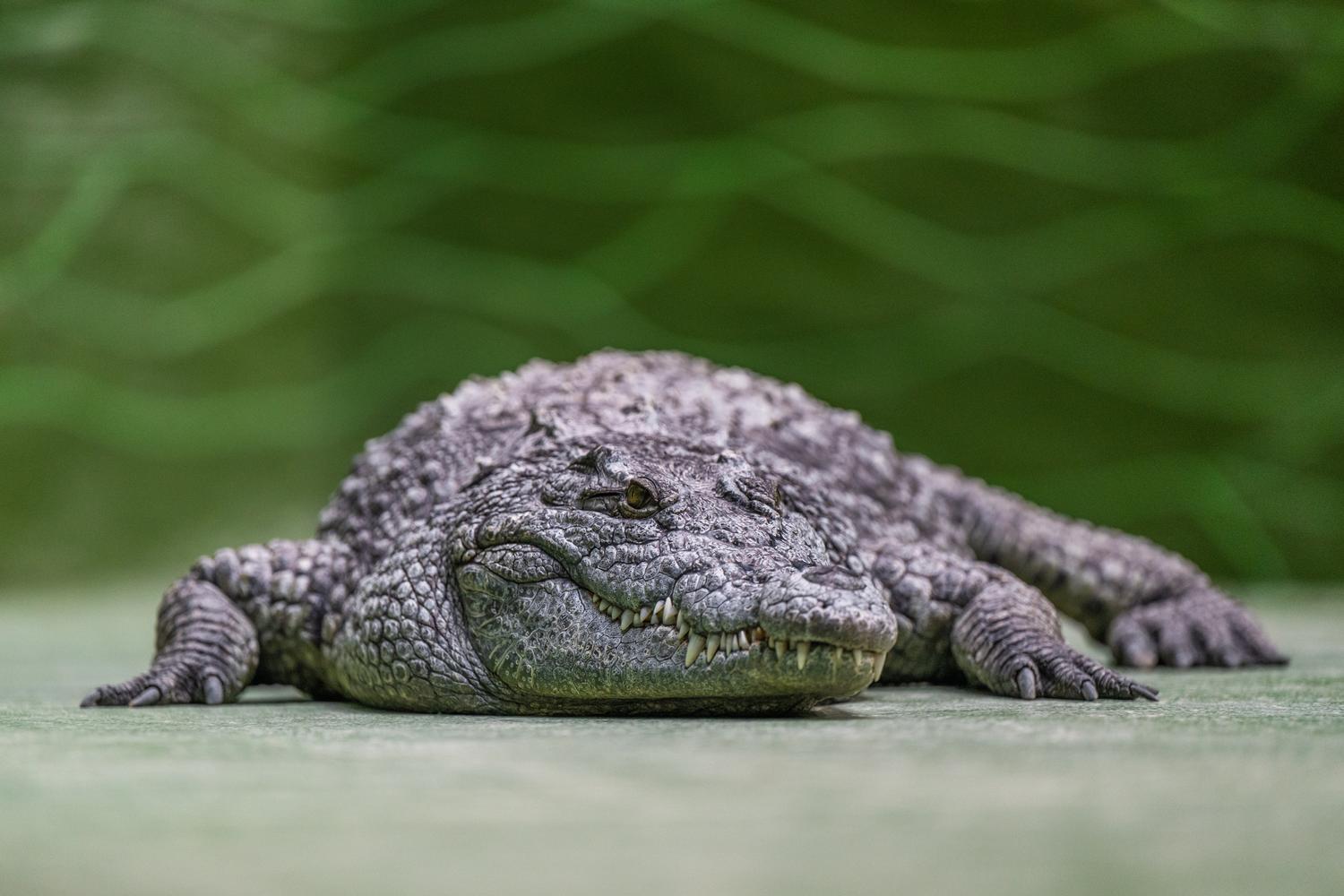 Зима 2026: як зоопарк "XII місяців" пережив морози до -25 °C та готується до нового сезону