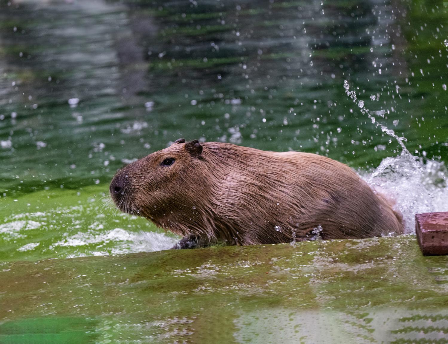 Зима 2026: як зоопарк "XII місяців" пережив морози до -25 °C та готується до нового сезону