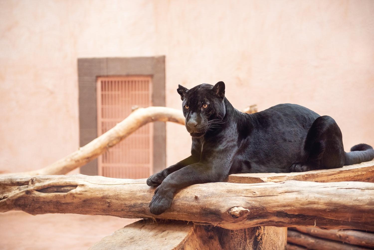 Зима 2026: як зоопарк "XII місяців" пережив морози до -25 °C та готується до нового сезону