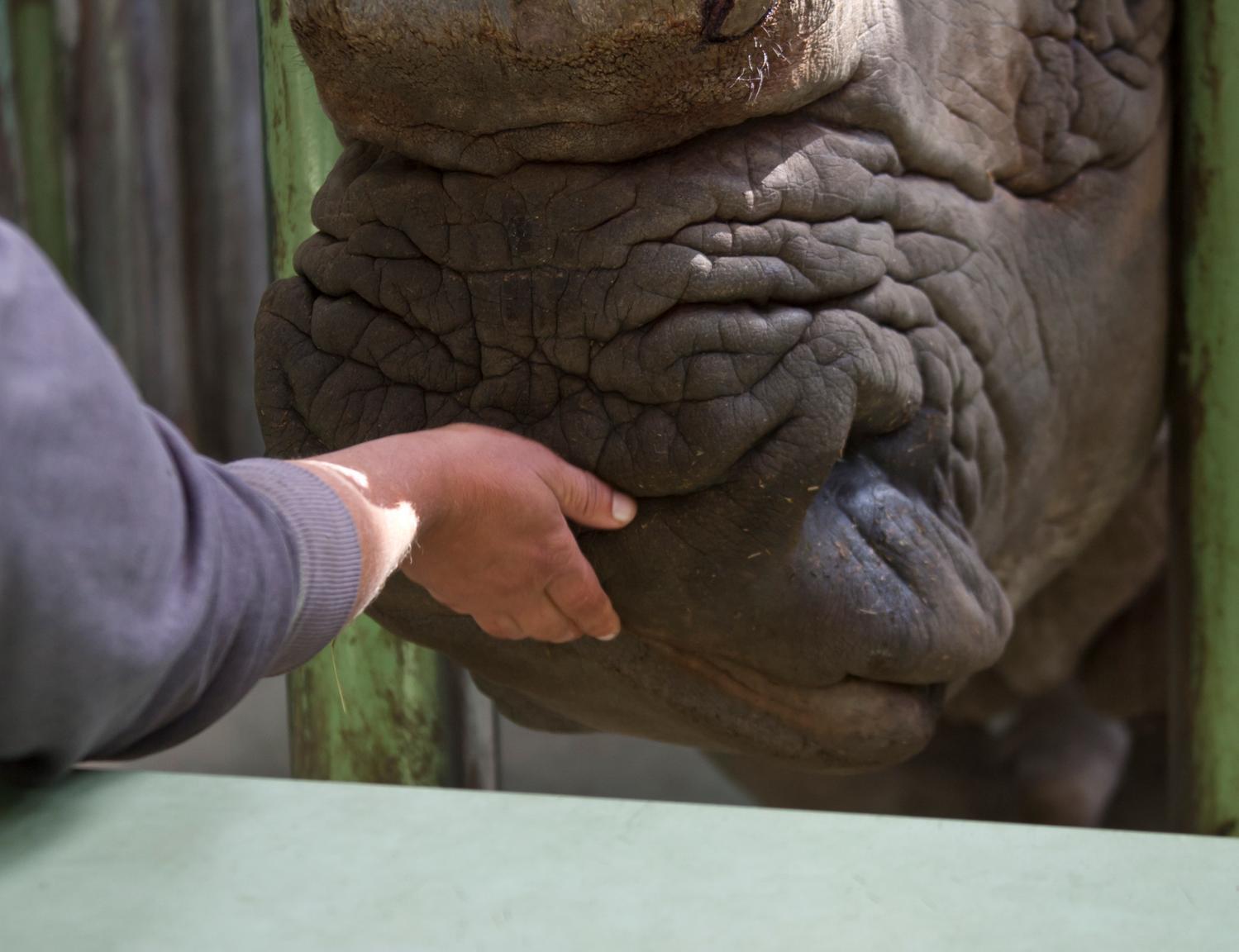 Зима 2026: як зоопарк "XII місяців" пережив морози до -25 °C та готується до нового сезону