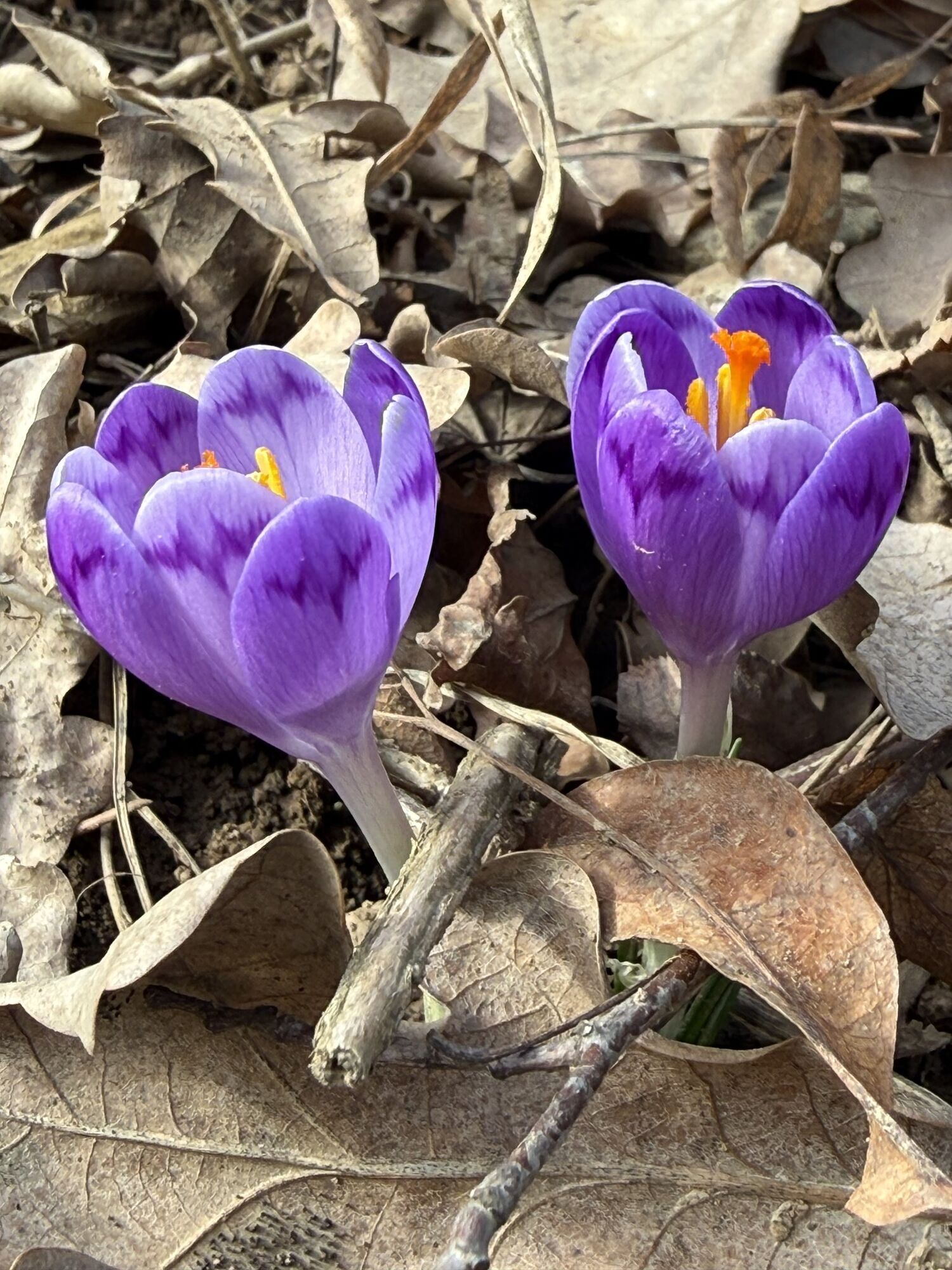На Закарпатті у лютому почали цвісти шафрани. Фото