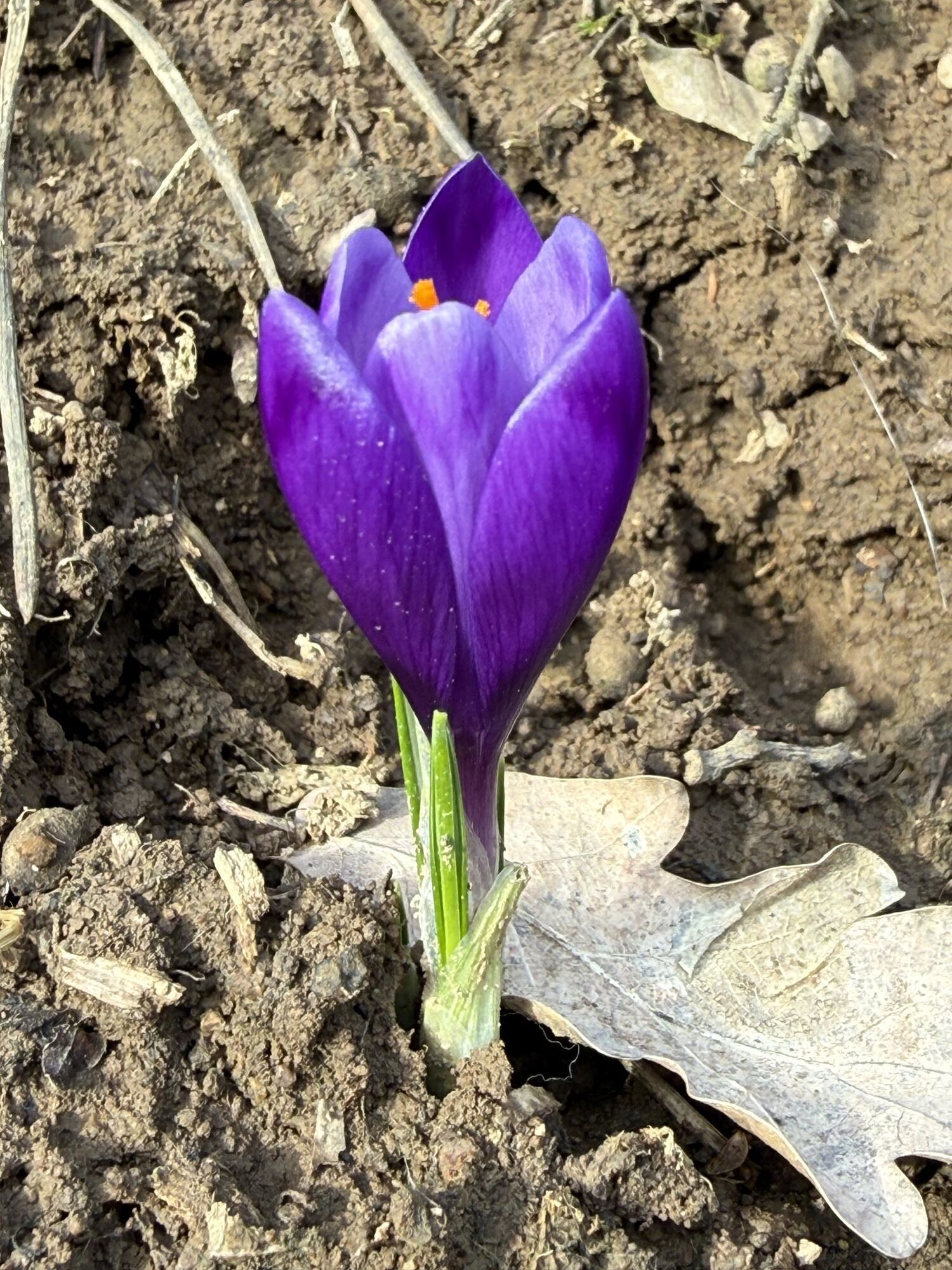 На Закарпатті у лютому почали цвісти шафрани. Фото