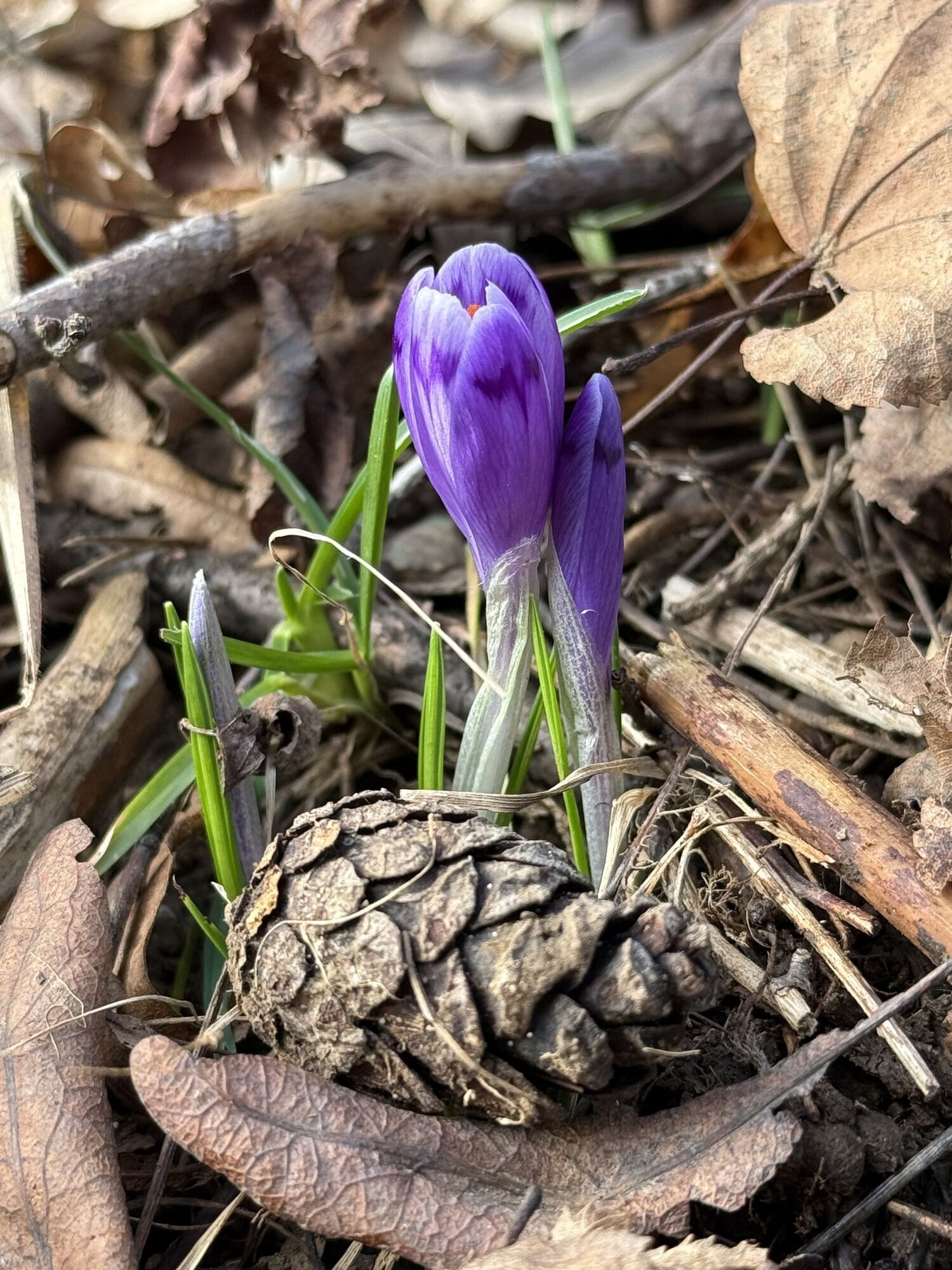 На Закарпатті у лютому почали цвісти шафрани. Фото