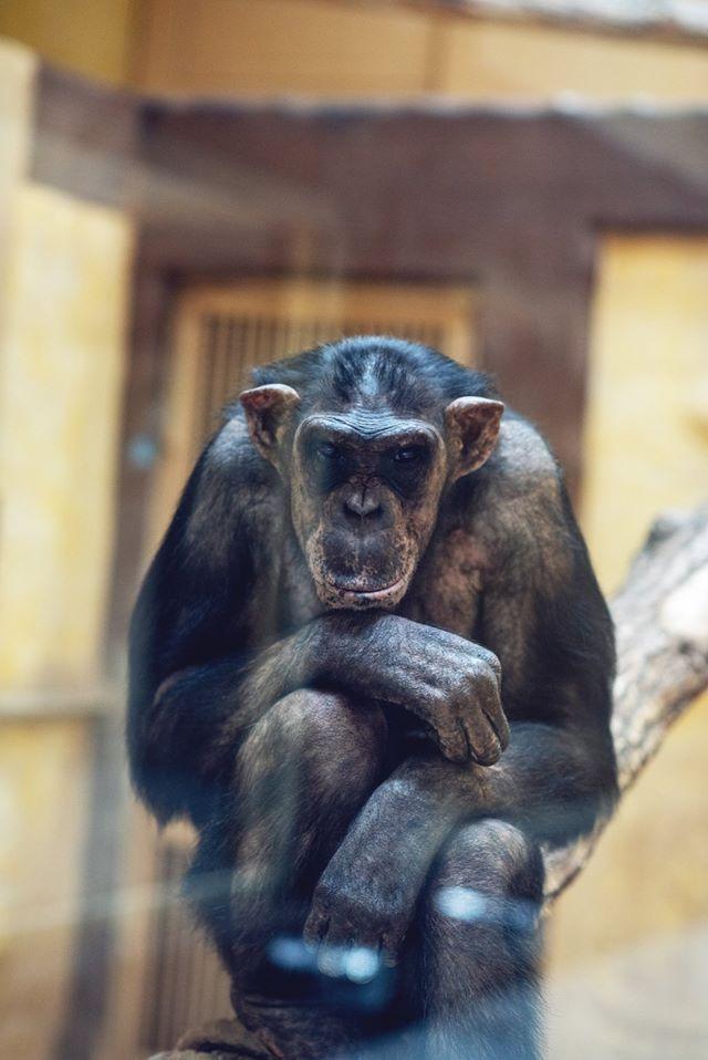 Зима 2026: як зоопарк "XII місяців" пережив морози до -25 °C та готується до нового сезону