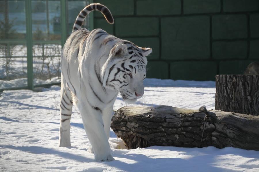 Зима 2026: як зоопарк "XII місяців" пережив морози до -25 °C та готується до нового сезону