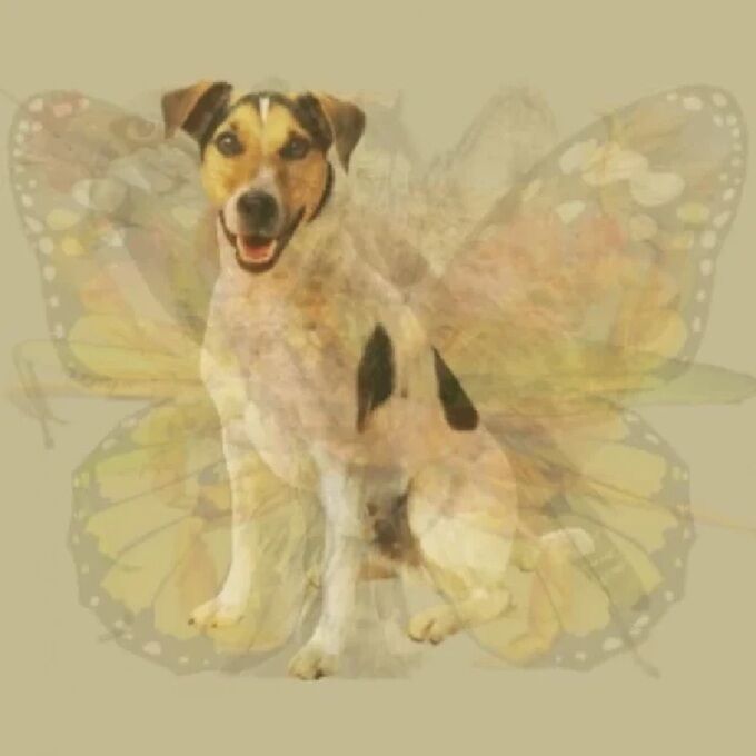 Кого из животных увидели первым? Тест покажет ваши доминантные черты