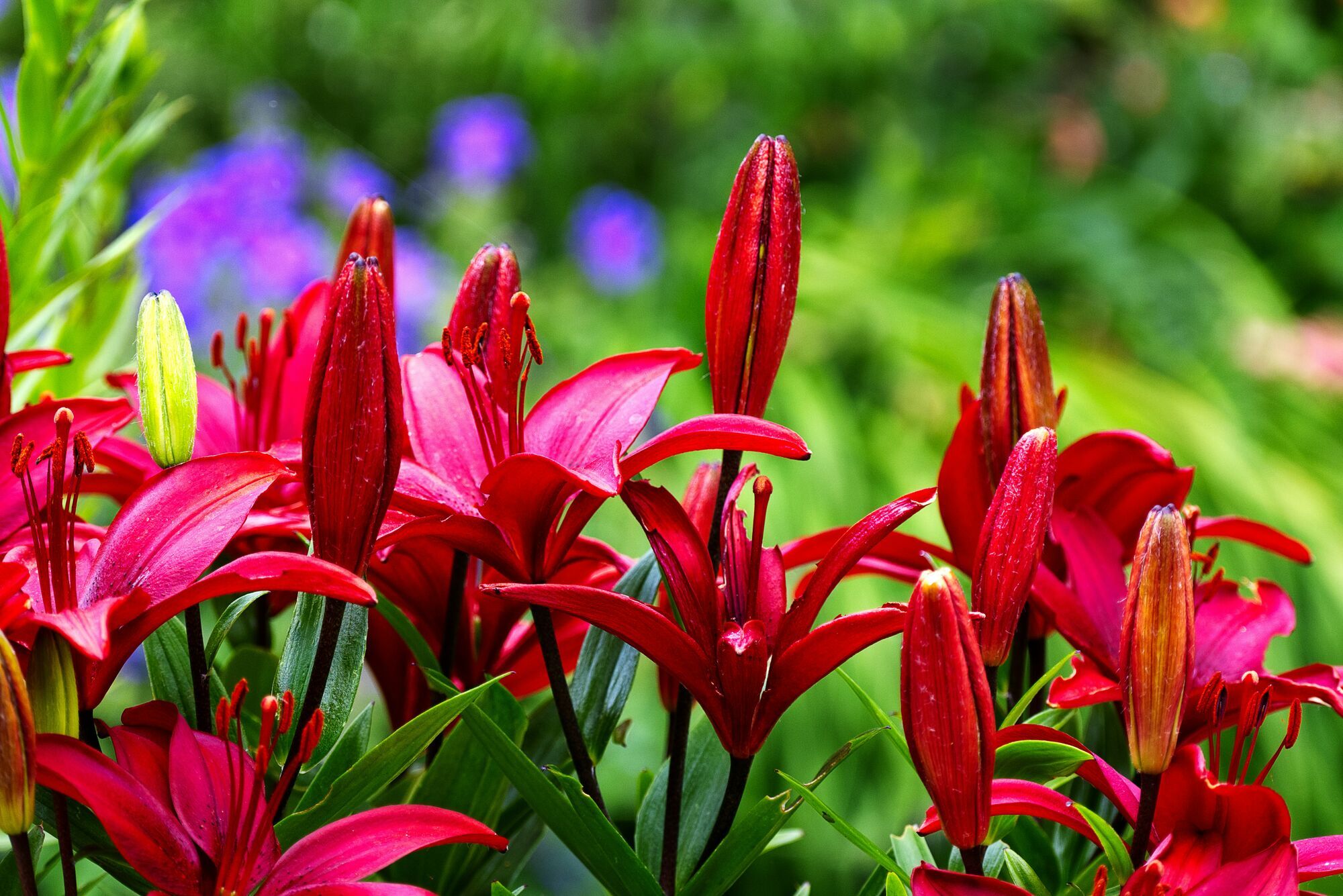 С годами становятся только лучше: многолетние цветы, которые стоит выбрать для сада