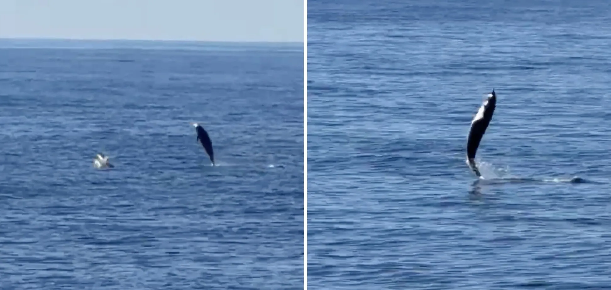 "Крокує" по поверхні води: біля узбережжя США помітили незвичну поведінку дельфіна