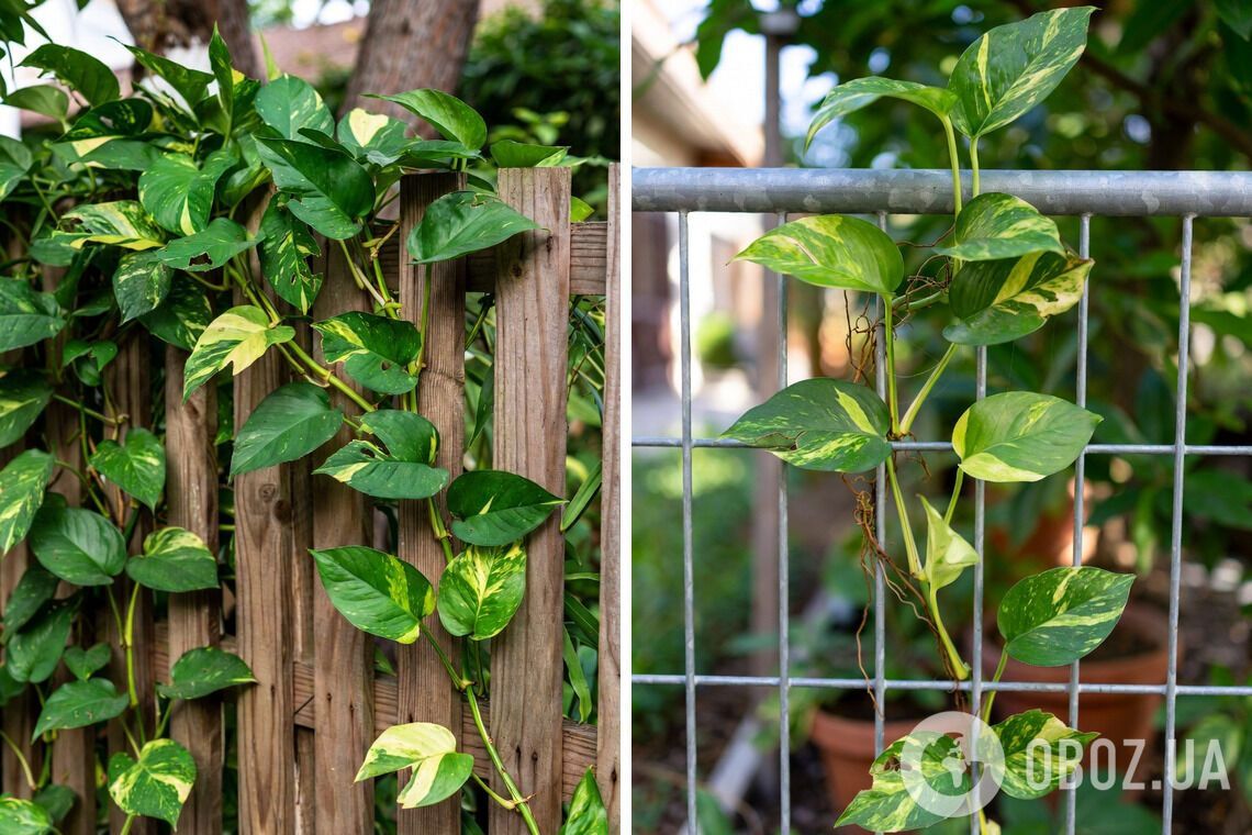 Ростуть дуже швидко: 6 витких рослин для дачників-початківців