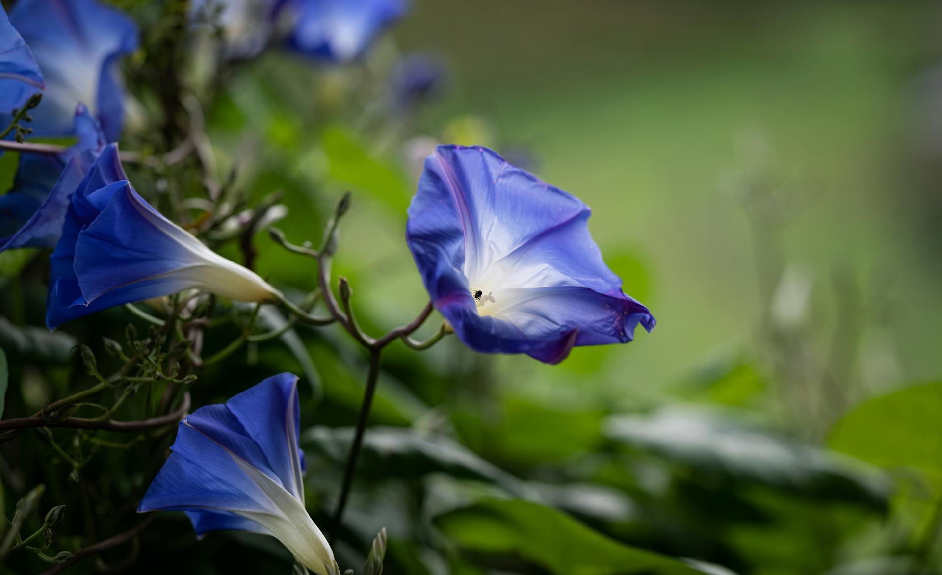 Ростуть дуже швидко: 6 витких рослин для дачників-початківців