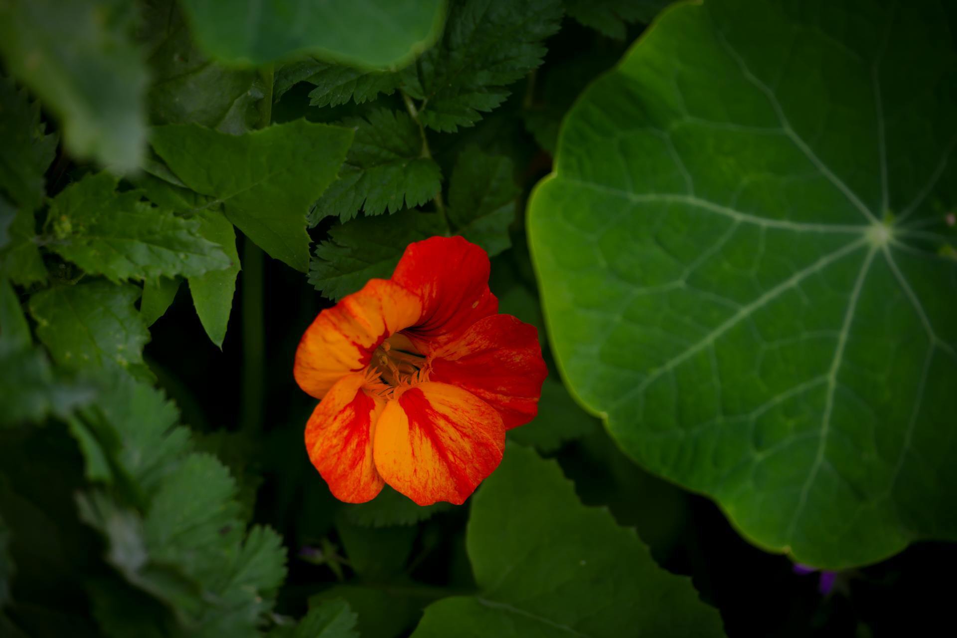 Ростуть дуже швидко: 6 витких рослин для дачників-початківців