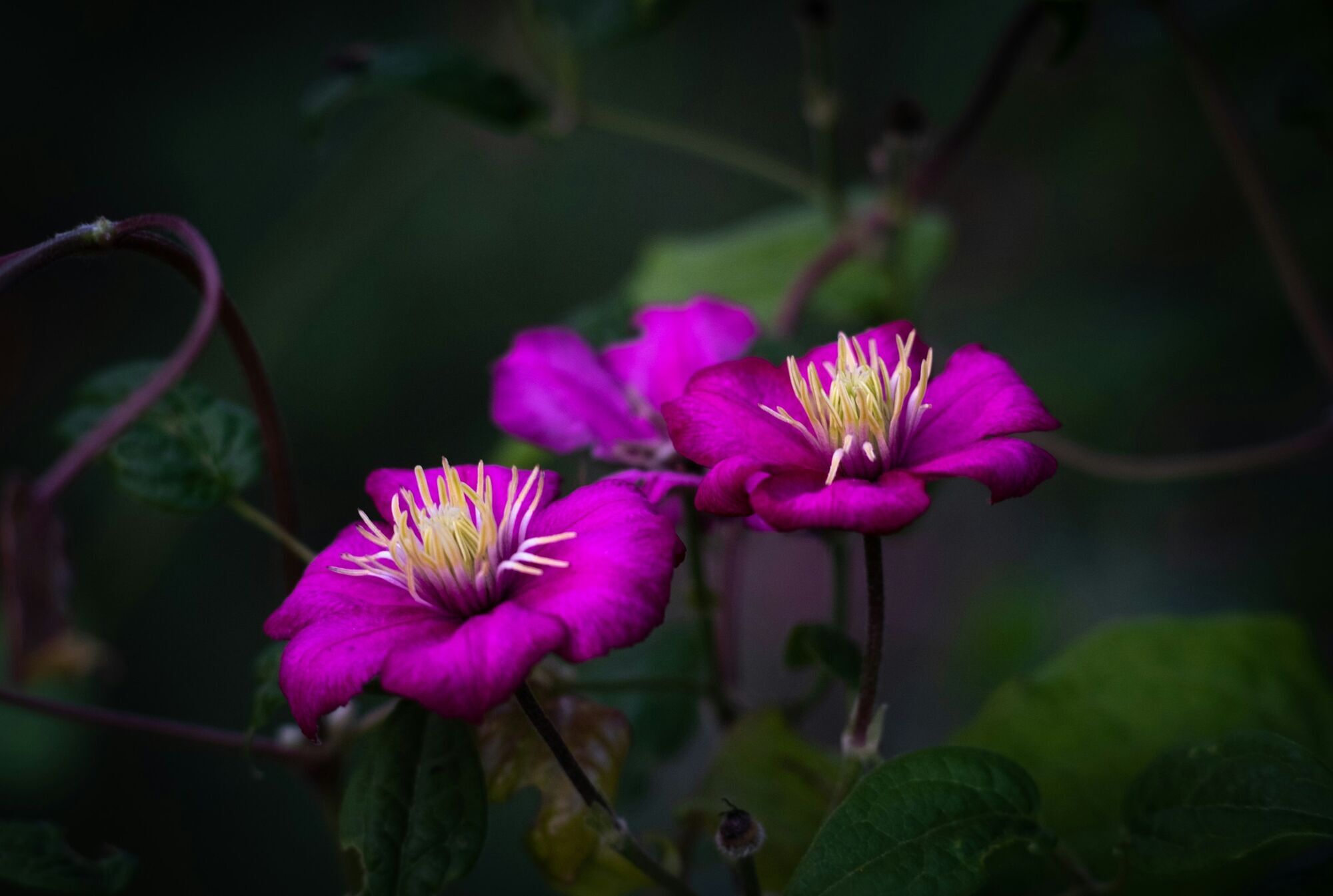 Ростуть дуже швидко: 6 витких рослин для дачників-початківців