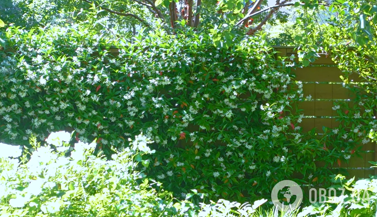 Ростуть дуже швидко: 6 витких рослин для дачників-початківців