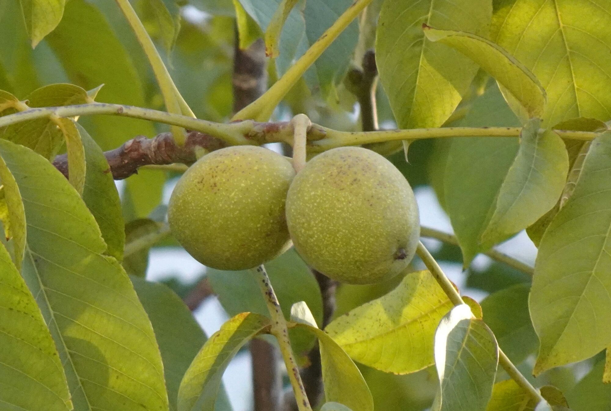 Чому горіх не можна садити близько до будинку: причина не в забобонах