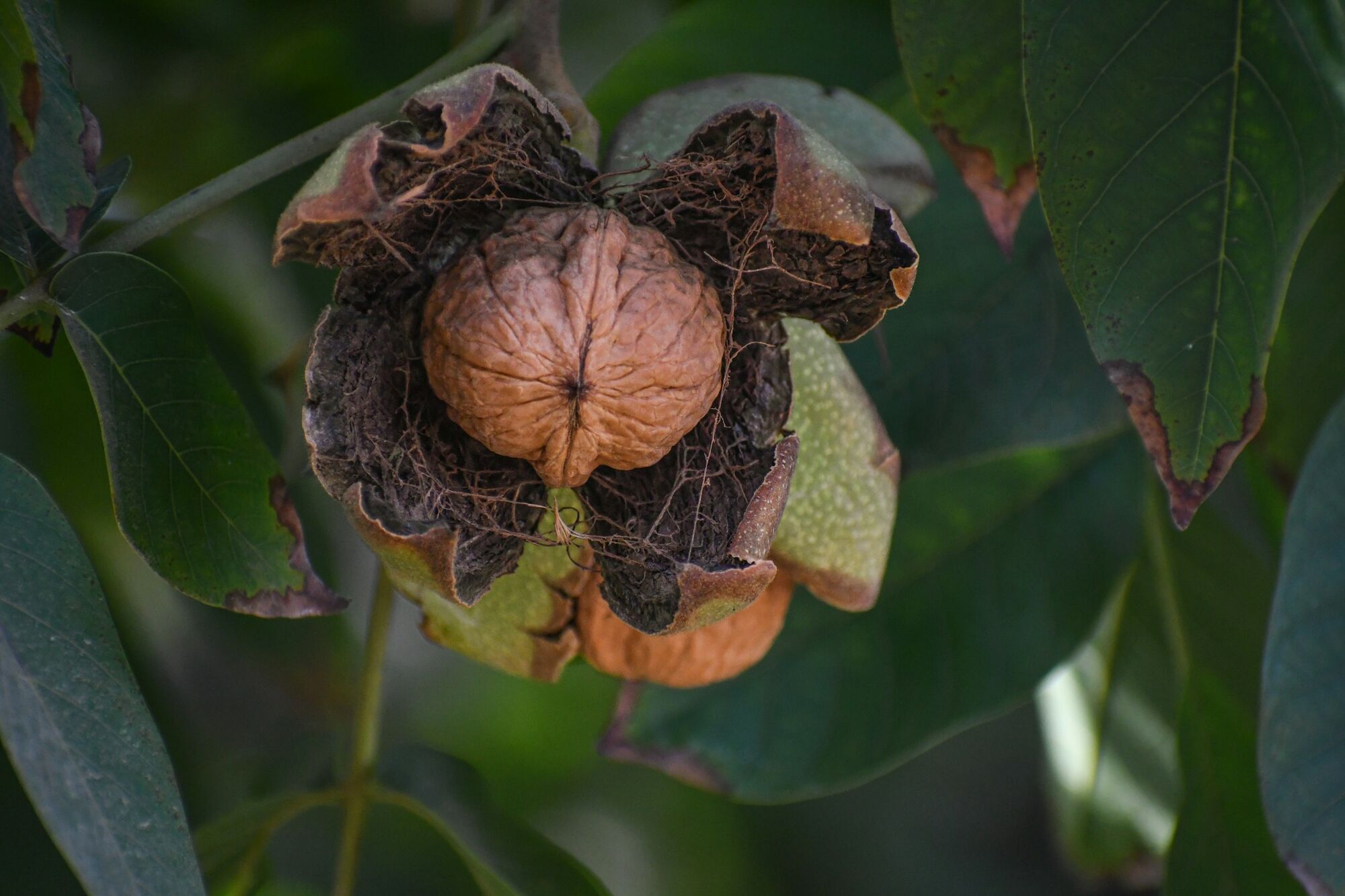 Чому горіх не можна садити близько до будинку: причина не в забобонах
