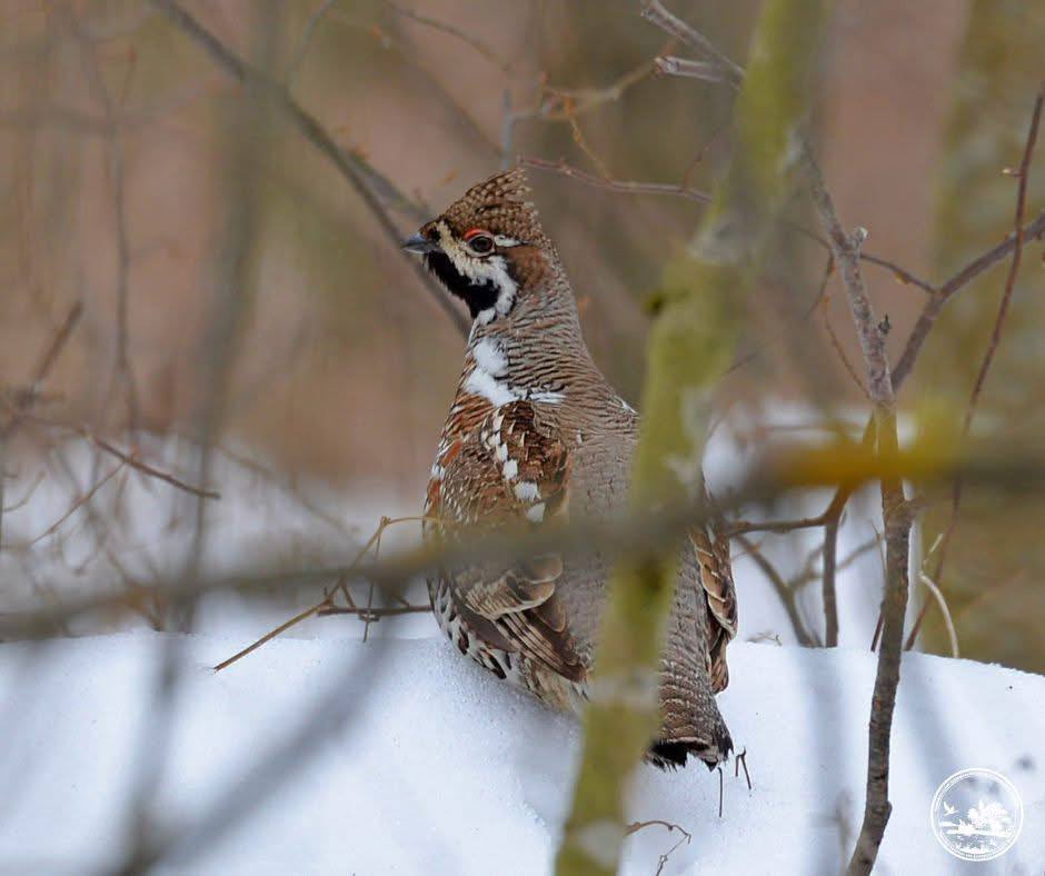 Справжній майстер маскування: у Чорнобильській зоні помітили дуже рідкісного птаха. Фото та подробиці