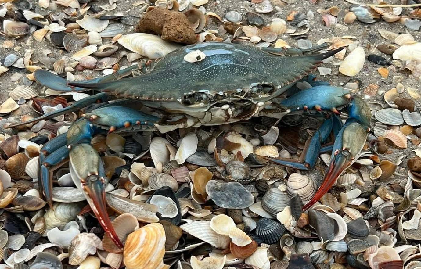 На побережье Черного моря обнаружили крабов из Америки: в чем опасность. Фото