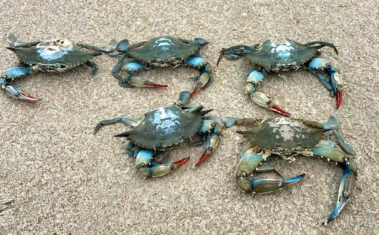 На побережье Черного моря обнаружили крабов из Америки: в чем опасность. Фото