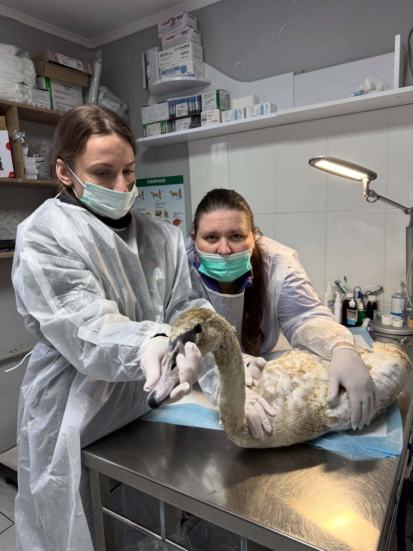 "Була дуже слабенька": на Полтавщині від обмороження врятували молоду лебідку. Фото