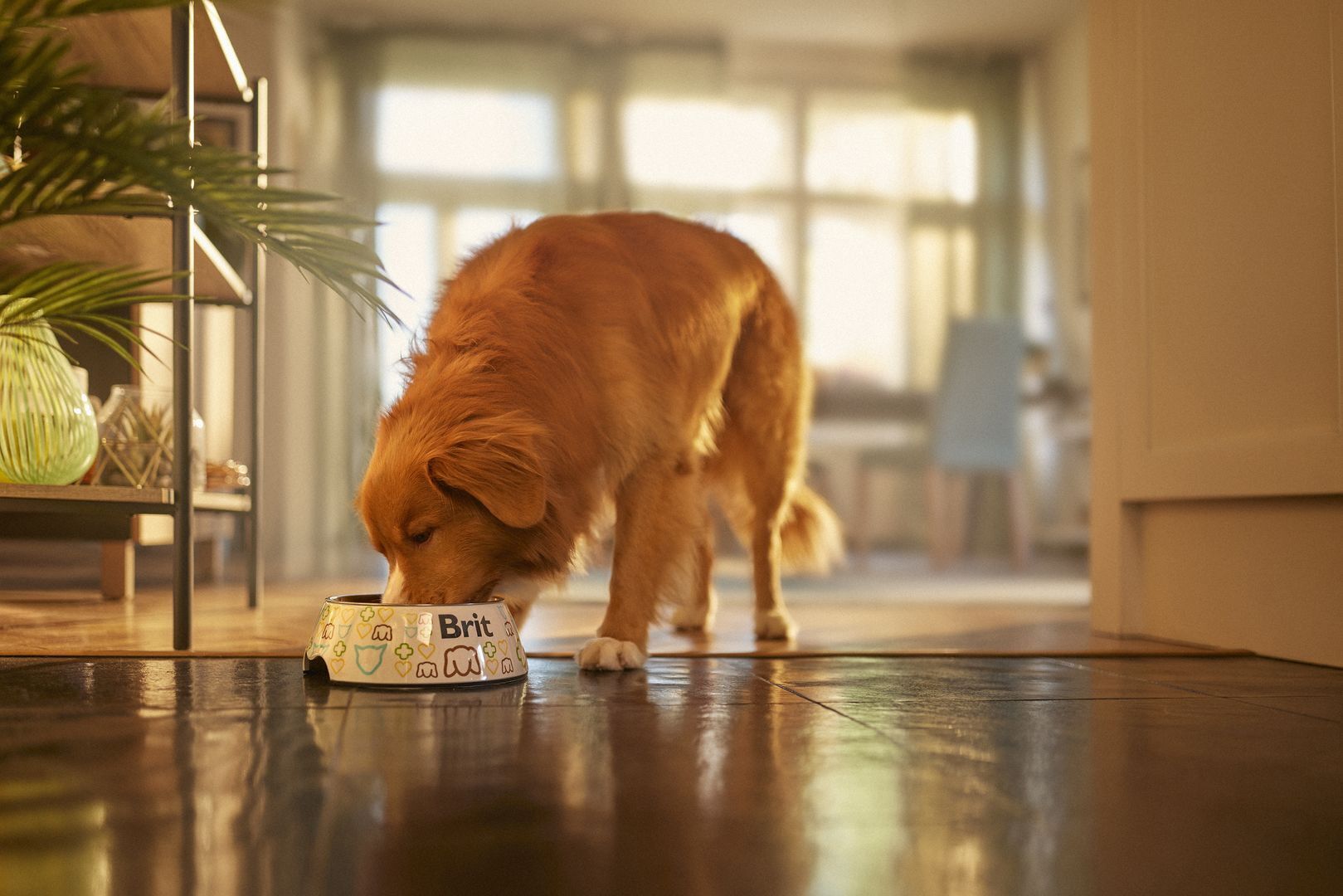 Brit запустив оновлений чатбот для власників котів і собак: тисячі петперентів користуються ним замість Google і GPT