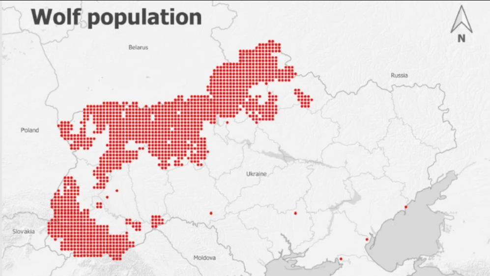 Де в Україні можна зустріти бурих ведмедів, вовків та рисей