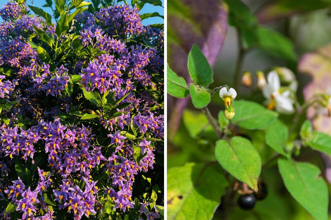 Які квіти не можна садити вдома на клумбі: чому так