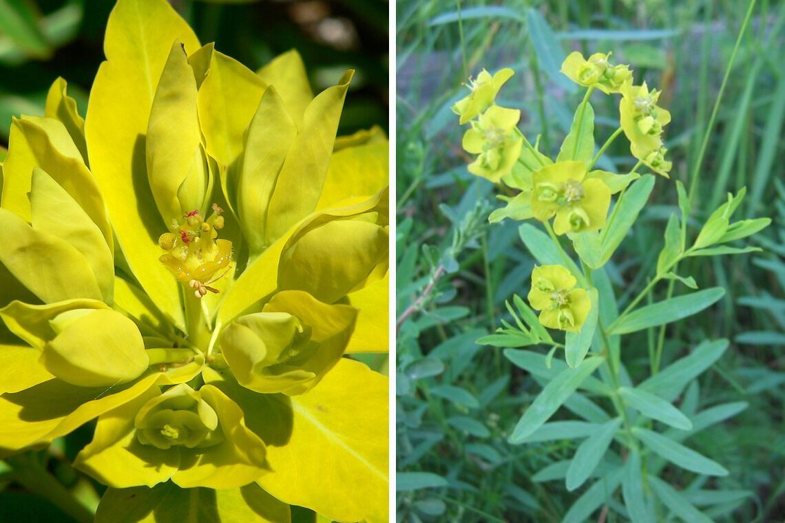 Які квіти не можна садити вдома на клумбі: чому так