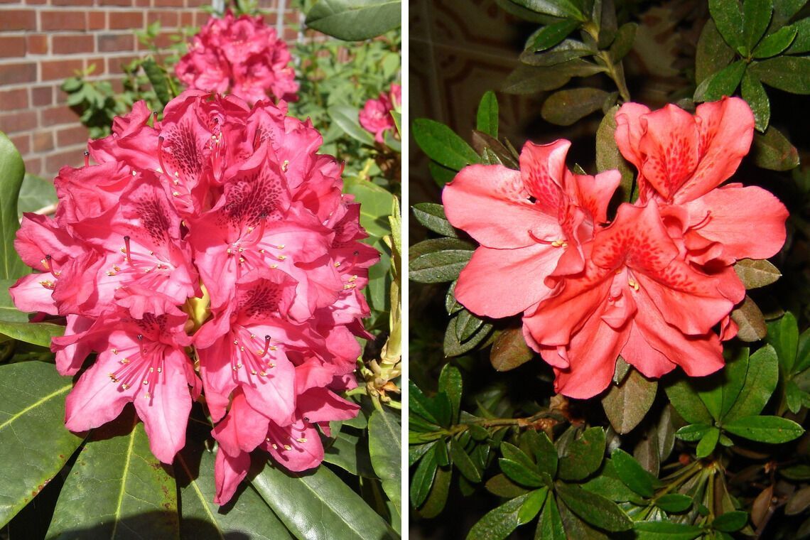 Які квіти не можна садити вдома на клумбі: чому так