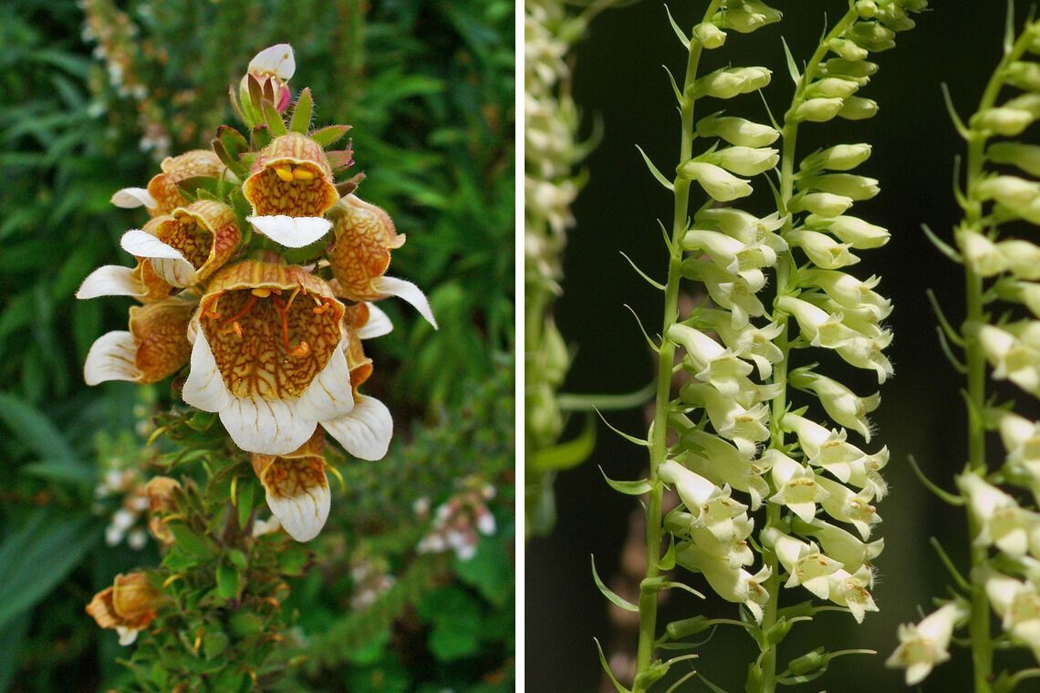 Які квіти не можна садити вдома на клумбі: чому так