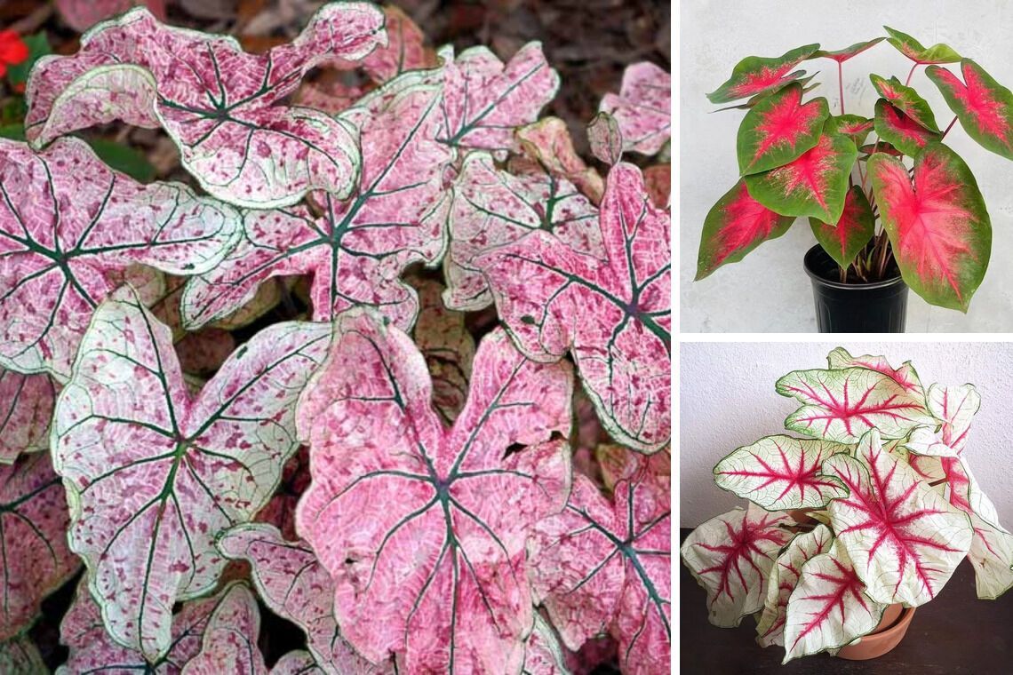 Які квіти не можна садити вдома на клумбі: чому так