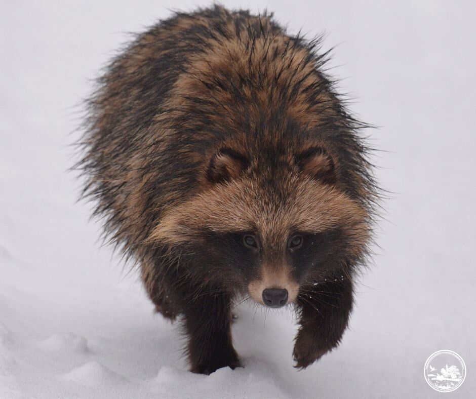 Наближається весна: у Чорнобильській зоні зимову сплячку перервав унікальний родич собак. Фото