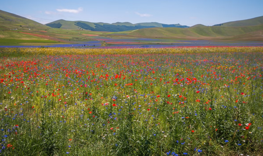 Найкращі квіткові локації Європи: куди поїхати по фантастичні фото