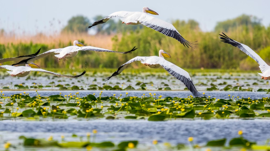 Найкращі квіткові локації Європи: куди поїхати по фантастичні фото