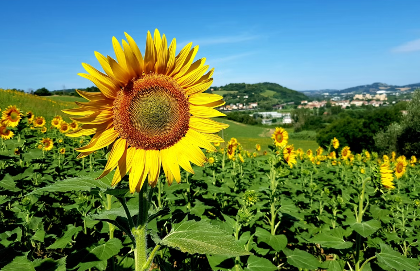 Найкращі квіткові локації Європи: куди поїхати по фантастичні фото