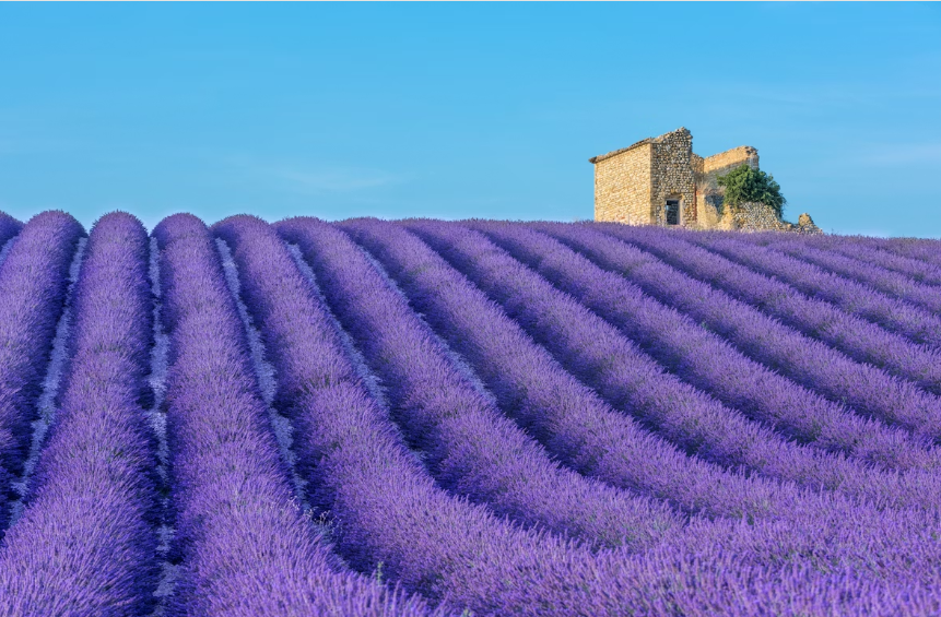 Найкращі квіткові локації Європи: куди поїхати по фантастичні фото