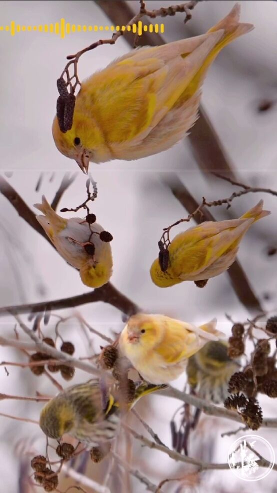 Голос весни: у Чорнобильській зоні вже можна почути яскраву пташку-імітатора. Відео