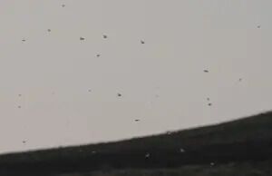 В Испании пожаловались на нашествие саранчи: заметили огромные стаи. Видео