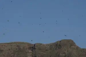 В Испании пожаловались на нашествие саранчи: заметили огромные стаи. Видео