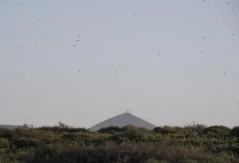 В Испании пожаловались на нашествие саранчи: заметили огромные стаи. Видео