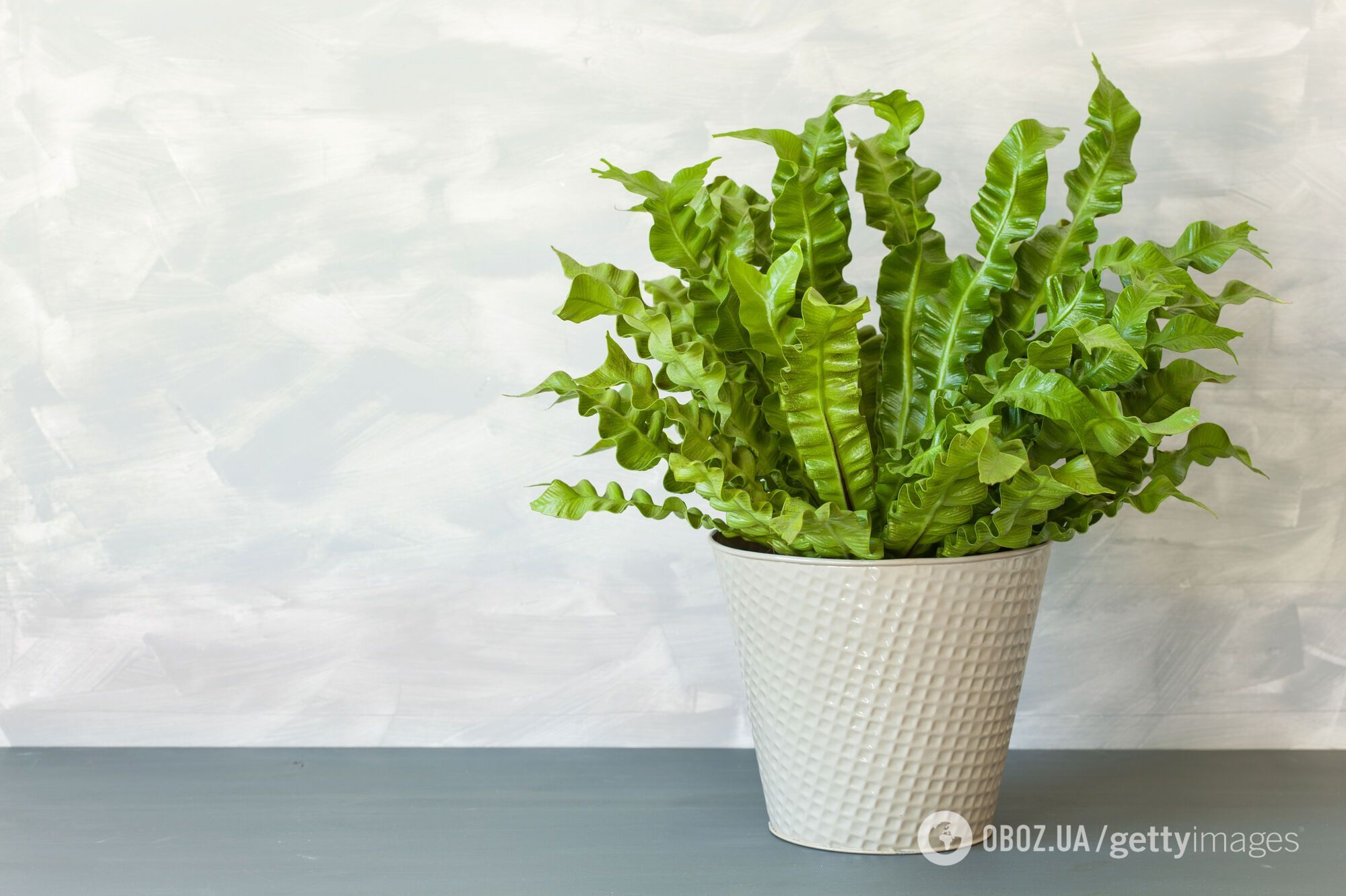 Какие комнатные растения кардинально изменят ваш дом: будут магнитом внимания