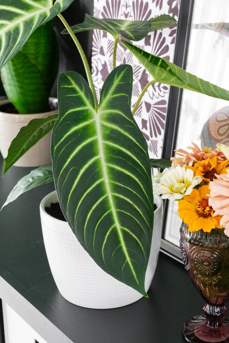 Какие комнатные растения кардинально изменят ваш дом: будут магнитом внимания