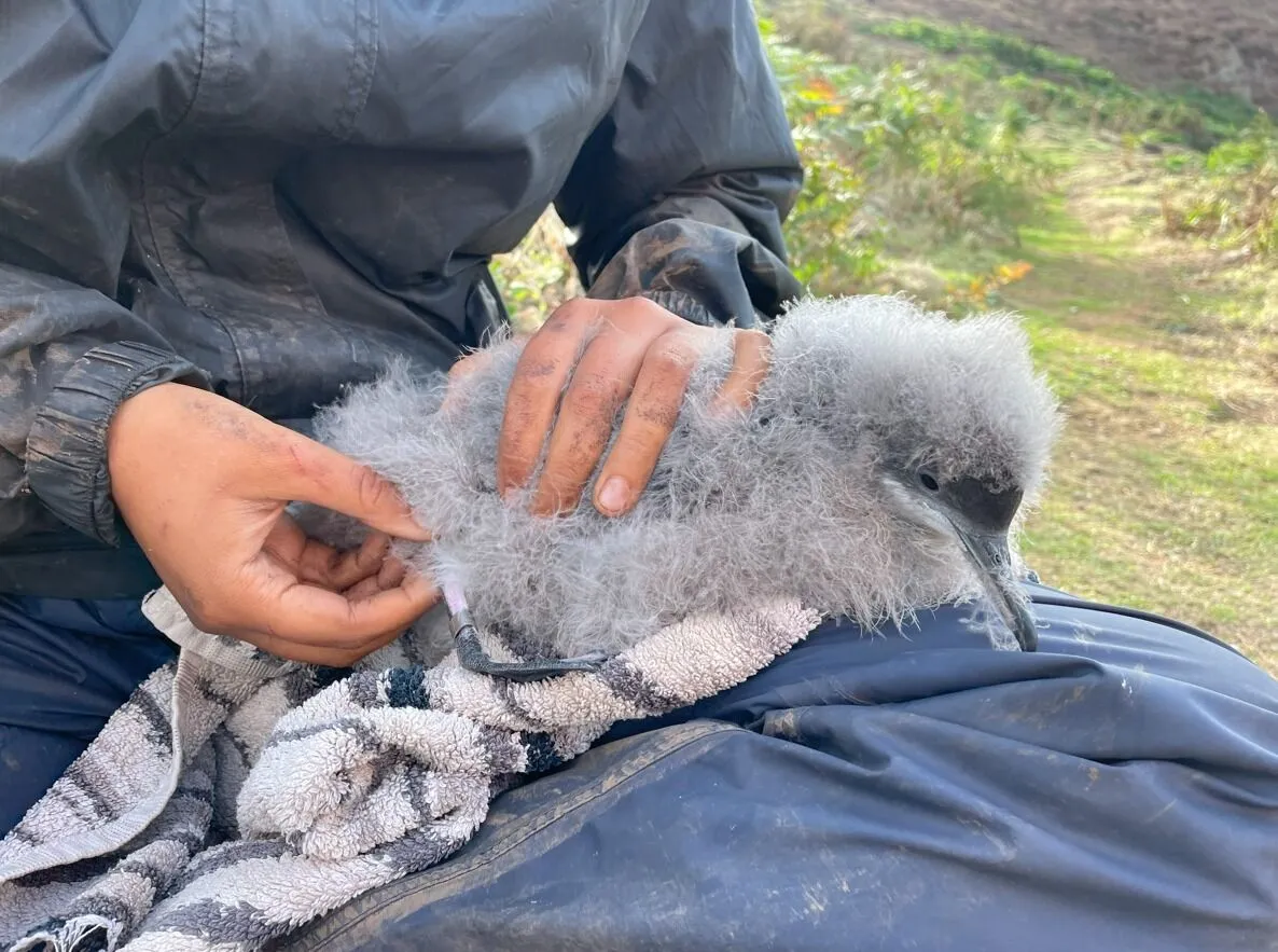 Уникальный остров приглашает волонтеров бесплатно там пожить: какие условия