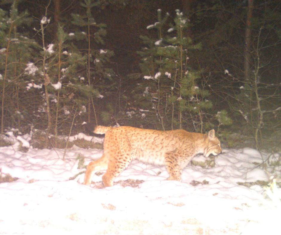 Колись був міфом на Поліссі: до Чорнобильської зони повернувся жити пухнастий хижак. Фото