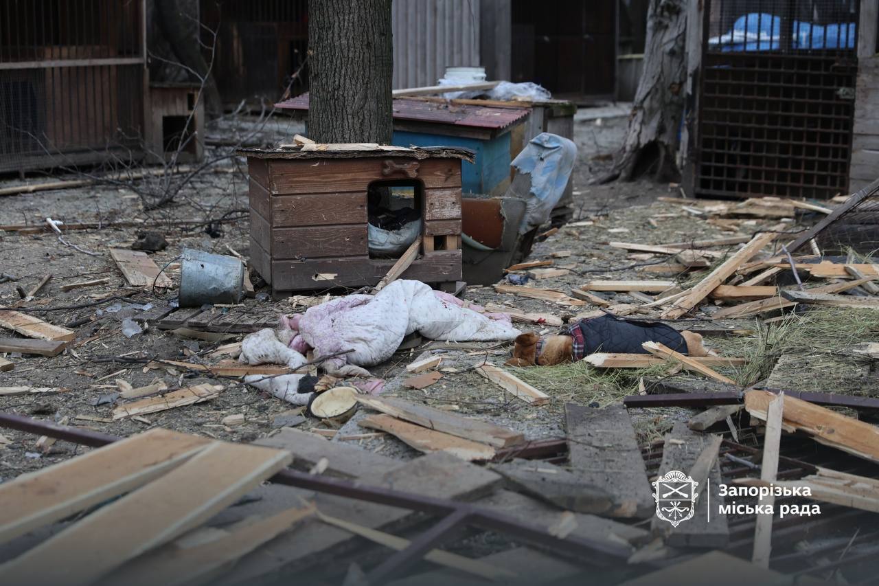 Постраждало багато тварин: у Запоріжжі під російський удар потрапив собачий притулок. Фото і відео