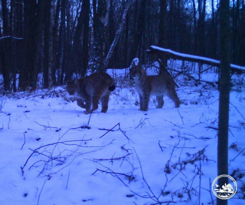 Колись був міфом на Поліссі: до Чорнобильської зони повернувся жити пухнастий хижак. Фото