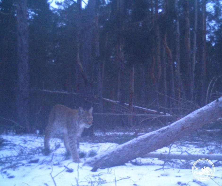 Колись був міфом на Поліссі: до Чорнобильської зони повернувся жити пухнастий хижак. Фото