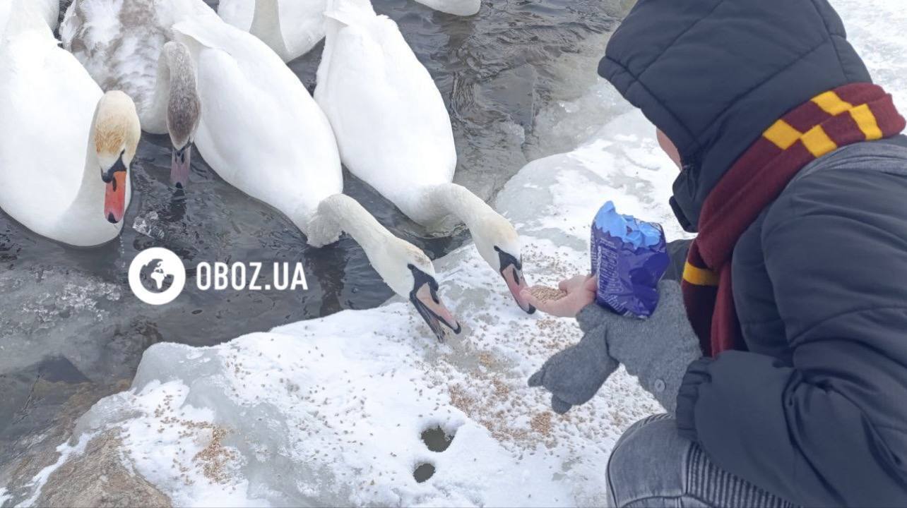 Едят из рук и радуются людям: в Киеве на Оболони поселились десятки лебедей и хохлатых уток. Фото и видео