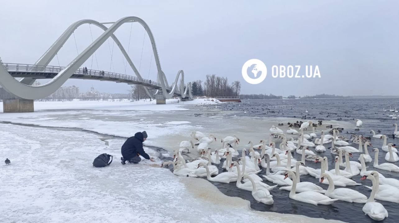 Едят из рук и радуются людям: в Киеве на Оболони поселились десятки лебедей и хохлатых уток. Фото и видео