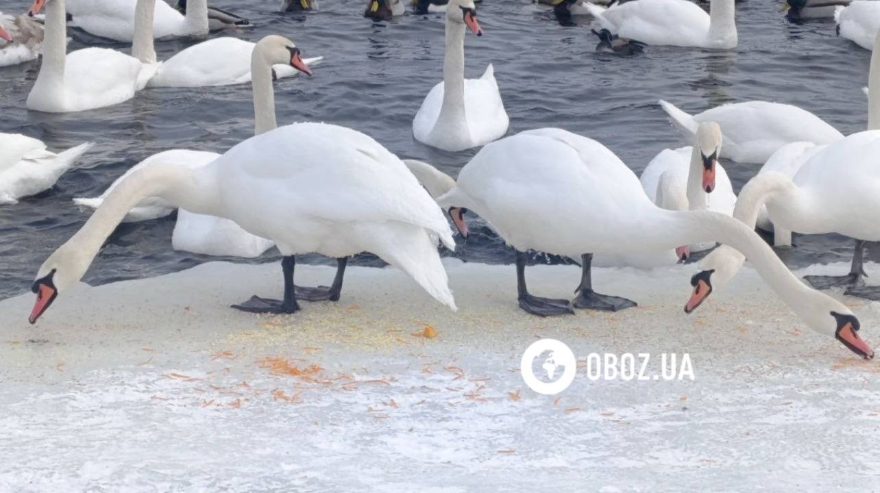 Едят из рук и радуются людям: в Киеве на Оболони поселились десятки лебедей и хохлатых уток. Фото и видео
