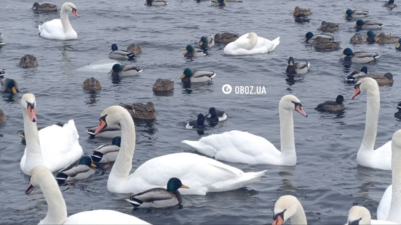 Едят из рук и радуются людям: в Киеве на Оболони поселились десятки лебедей и хохлатых уток. Фото и видео